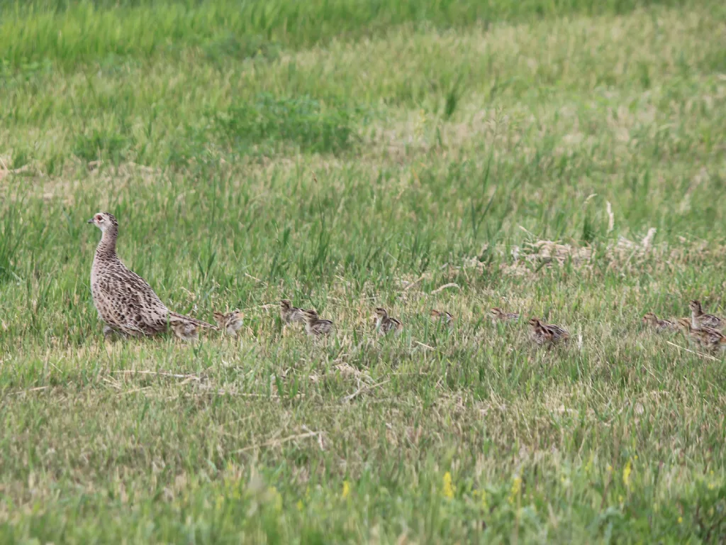Good Pheasant Hunting in '23 Likely to Provide Solid Data - Vimarsana News